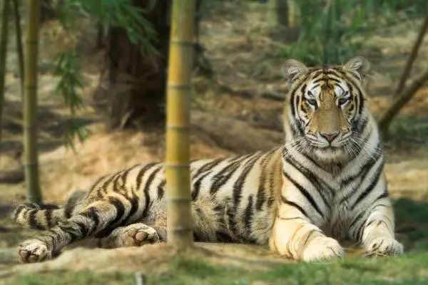 長沙三珍虎園、楊開慧故居一日游 長沙三珍虎園、楊開慧故居一日游