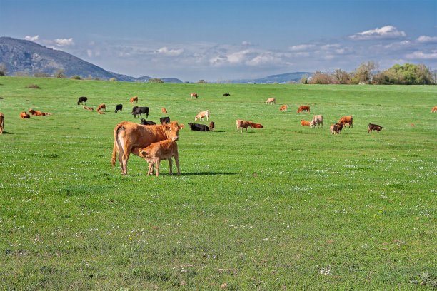 (人氣草原、5A響沙灣、歡樂牧場、內蒙古博物院、夢幻水世界)雙飛5日親子游