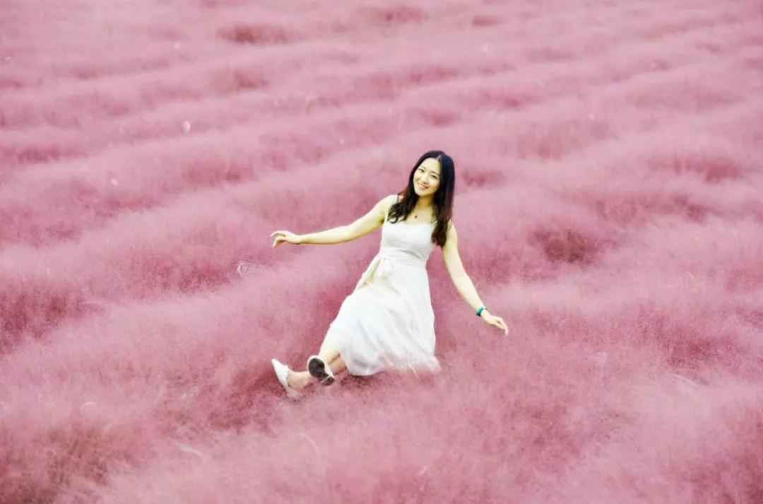 城頭山遺址公園粉黛花海一日游 城頭山遺址公園粉黛花海一日游